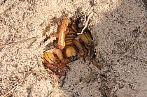 Burrowing Scorpion (Opistophthalmus macer) retracted into burrow. De Hoop Nature Reserve, Western Cape, South Africa, January.