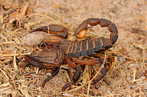 Burrowing Scorpion (Opistophthalmus macer), dark coloured specimen. De Hoop Nature Reserve, Western Cape, South Africa, February.