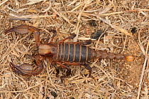 Burrowing Scorpion (Opistophthalmus macer), dark coloured specimen. De hoop Nature Reserve, Western Cape, South Africa, February.
