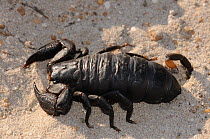 Black Rock Scorpion (Opisthacanthus capensis). De Hoop Nature Reserve, Western Cape, South Africa, February.