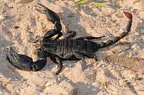 Black Rock Scorpion (Opisthacanthus capensis) raising its claws in defensive posture. De Hoop Nature Reserve, Western Cape, South Africa, February.