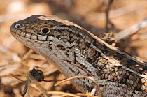 Cape Skink (Trachylepis capensis) close up of head, female. De Hoop, Western Cape, South Africa, January.