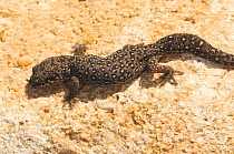 Ocellated Thick-toed Gecko (Pachydactylus geitje). De Hoop Nature Reserve, Western Cape, South Africa, January.