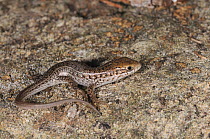 Cape Skink (Trachylepis capensis) hatchling. De Hoop Nature Reserve, Western Cape, South Africa, January.