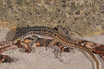 Spotted Sand Lizard (Pedioplanis lineoocellata pulchella). De Hoop Nature Reserve, Western Cape, South Africa, January.