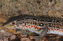 Spotted Sand Lizard (Pedioplanis lineoocellata pulchella) close up of head. De Hoop Nature Reserve, Western Cape, South Africa, January.