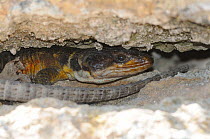 Cape Crag Lizard (Pseudocordylus microlepidotus) sheltering from sun in crevice. De Hoop Nature Reserve, Western Cape, South Africa, January.