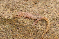 Marbled Leaf-toed Gecko (Afrogecko porphyreus) well camouflaged against a rock. De Hoop Nature Reserve, Western Cape, South Africa, February.