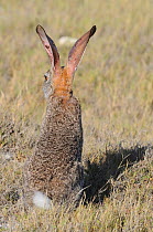 Cape Hare (Lepus capensis) rear view. De Hoop Nature Reserve, Western Cape, South Africa, January.