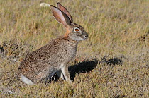 Cape Hare (Lepus capensis) in profile. De Hoop Nature Reserve, Western Cape, South Africa, January.
