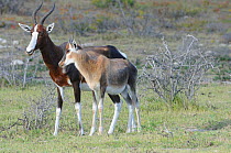 Bontebok (Damaliscus dorcas) female with maturing calf. De Hoop Nature Reserve, Western Cape, South Africa, January.