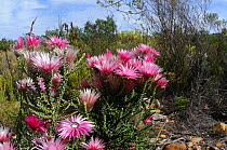 Pink Everlasting (Syncarpha canascens) among other vegetation. De Hoop Nature Reserve, Western Cape, South Africa, February.