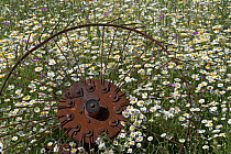 Rusty card wheel amongst flowering Daisies (Bellis perennis) Buckinghamshire, UK