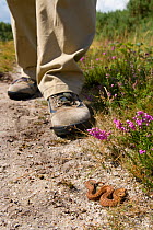man walks past Adder (Vipera berus) on heathland footpath, UK
