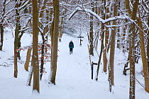 Person walking dog through beechwoods in snow, Albury Nowers, Chilterns, Buckinghamshire, UK