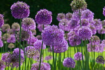Alliums / flowering onion (Allium sp) in flower, UK, May