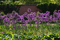 Alliums / flowering onion (Allium sp) in flower, UK, May