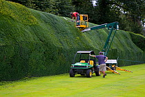Modern methods used to trim a 15th Century Yew Hedge (Taxus baccata) at Blickling Hall, Norfolk, UK