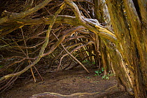 Interior of ancient Yew hedge (Taxus baccata), UK