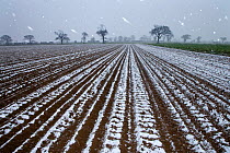 Snow falling on arable land with Oak trees in the background, Southrepps, Norfolk, UK, April