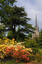 Azaleas (Rhododendron sp) flowering in gardens of Ashridge House with church in the background, Hertfordshire, UK, May