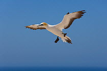 Australasian gannet in flight (Morus / Sula serrator) stalling in air, Australia