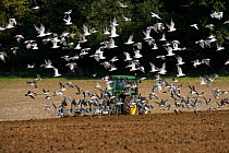 Large flock of Seagulls following a tractor ploughing, Upper Gade Valley, Chilterns, Hertfordshire, UK, autumn
