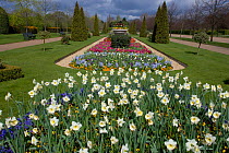 Daffodils flowering in Avenue gardens, Regents Park, London, UK, spring