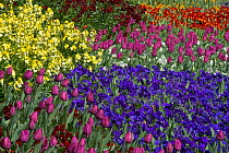 Spring flowers flowering in Avenue gardens, Regents Park, London, UK, spring