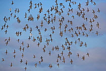 Flock of Bar-tailed Godwits (Limosa lapponica) in flight, Cley, Norfolk, UK, autumn