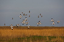 Flock of Avocet (Recurvirostra avocetta) flying over wetland lagoon, Cley, Norfolk, UK