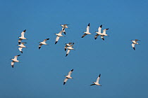 Flock of Avocet (Recurvirostra avocetta) in flight, Cley, Norfolk, UK