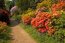 Azaleas and Rhododendrons (Rhododendron sp) in flower at Leonardslee Gardens, Sussex, UK, May
