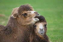 Bactarian Camel (Camelus bactrianus) Endangered species, from central Asia, captive