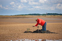 Fisherman digging for Lugworms (Arenicola marina) on mudflats at low tide, for use as fishing bait, Morston, Norfolk, UK, May