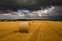 Stubble field and round straw bales after harvest, Norfolk, UK, August
