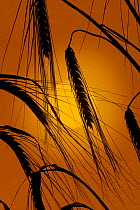 Silhouette of Barley ears (Hordeum vulgare) ready for harvest, against setting sun, UK