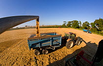 Barley harvest, barley grains emptied from combine harvester into waiting trailer, Norfolk, UK, August