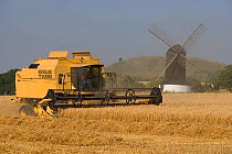 Barley harvest, combine harvester harvesting crop with windmill in background, Norfolk, UK