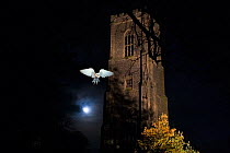 Barn owl (Tyto alba) flying past the tower of St James Church with moon behind, South Repps, Norfolk, UK, December. Digital composite