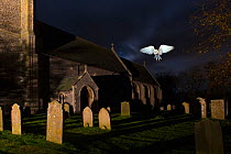 Barn owl (Tyto alba) over graveyard of St James Church, South Repps, Norfolk, UK, December. Digital composite