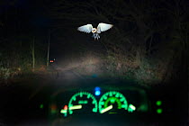 Barn owl (Tyto alba) in flight, viewed through car windscreen at night, Norfolk, UK, model released. Digital composite