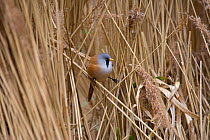 Bearded tit / reedling (Panurus biarmicus) amongst reeds, Norfolk, UK