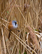 Bearded tit / reedling (Panurus biarmicus) amongst reeds, Norfolk, UK