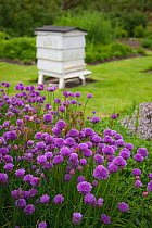 Bee Hive in herb garden with flowering chive plants, Norfolk, UK
