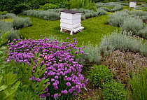 Bee Hive in herb garden with flowering chive plants, Norfolk, UK