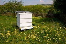 Bee hive in orchard with flowering Cowslips, Ivinghoe, Buckinghamshire, UK