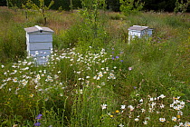 Bee Hives in meadow garden with flowering plants, Norfolk, UK