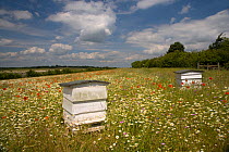 Traditional Bee hives in flower meadow, Chilterns, Buckinghamshire, UK