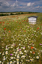 Traditional Bee Hive in wildflower meadow, Chilterns, Buckinghamshire, UK